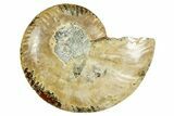 Cut & Polished Ammonite Fossil (Half) - Madagascar #369593-1
